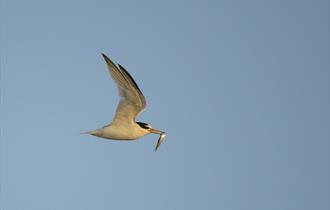 Little Tern