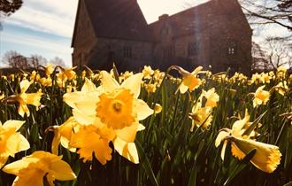 close up field of daffodils with house in background