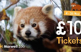 Red panda at Marwell Zoo, with £10 ticket offer