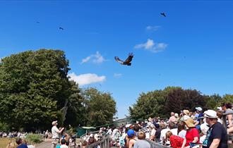 Hawk Conservancy Trust