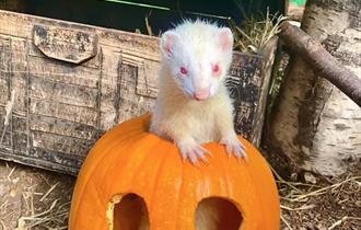 Ferret in a pumpkin