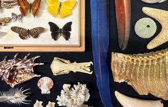 shells, feathers and dinosaur tooth