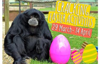 Cracking Easter Activities at Monkey Haven