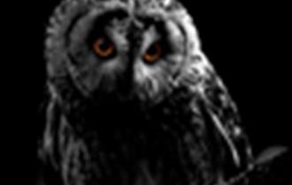 pic of owl