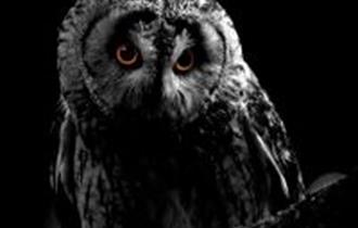 pic of owl