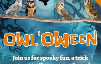 Halloween at Birdworld