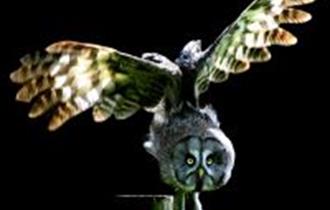 pic of owl