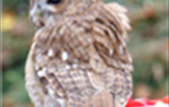 owl sitting on present