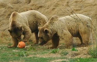 October Half Term at the Wildheart Animal Sanctuary!