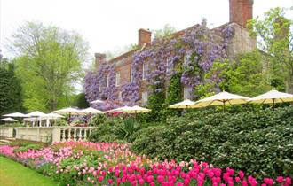 Tulips on the Back Terrace at Pashley Manor Gardens, East Sussex - credit Kate Wilson