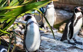 Penguin Feed Experience at Birdworld, Surrey