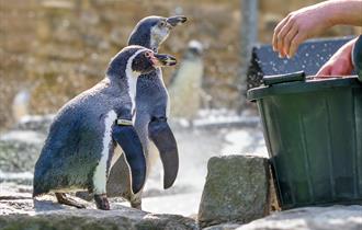 Penguins at Birdworld
