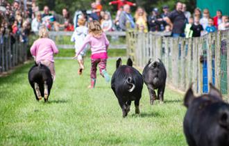 Pigs racing down race track
