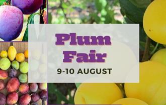 Plum Fair
