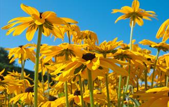 Rudbeckia