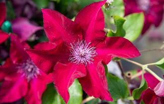 Iris and Clematis Show