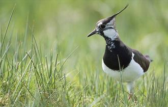 RSPB Pulborough Brooks