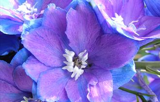 Close-up image of Delphinium 'Guardian Blue'