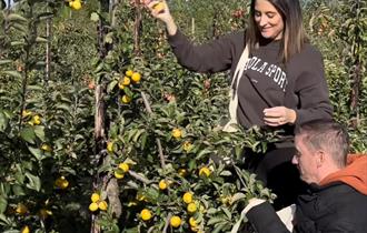 Apple picking