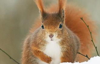 Winter Photography Days at British Wildlife Centre
