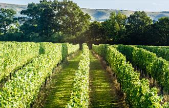 Ridgeview Chardonnay vines