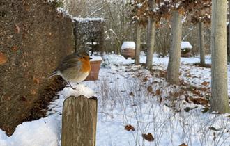A robin sits on a snow covered fence with a snow covered garden path behind it