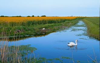 Romney Marsh