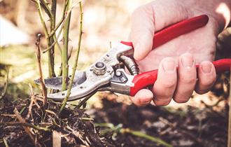 Rose Pruning