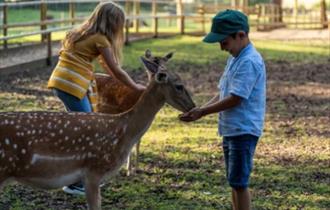 Children feeding deer