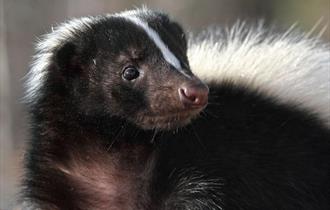 Hogshaw Farm Animal Encounters Week