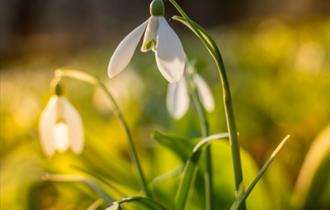 Snowdrop Day at Sandhill Farm House in Rogate