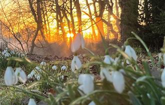 Snowdrops at Waterperry Gardens