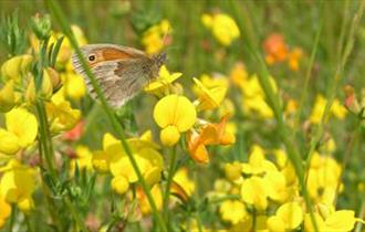 South Swale Nature Reserve