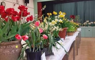 Spring bulbs
