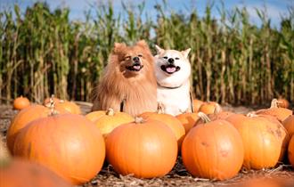 Dogs Welcome