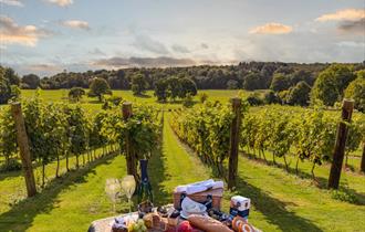 Picnic in the Vines
