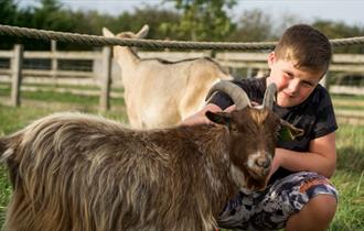 Summer on the Farm - Hogshaw Farm and Wildlife Park - young boy crouched next to a pygmy goat