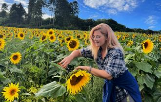 Sunflower picking at Stonor Valley Farm