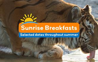 Sunrise Breakfast