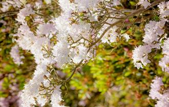 Spring wild food walk at Wakehurst