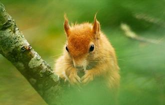 British Wildlife Centre