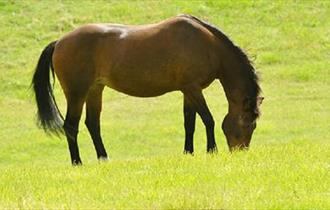 The Horse Trust