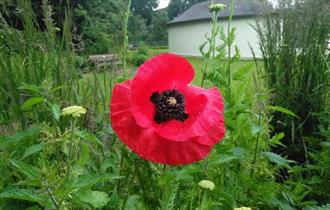 Photo of a poppy at The Level, Brighton