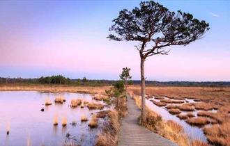 Thursley Nature Reserve in the Surrey Hills