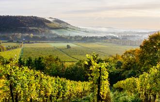 Denbies Wine Estate