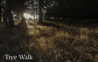 Tree Walk at Painshill