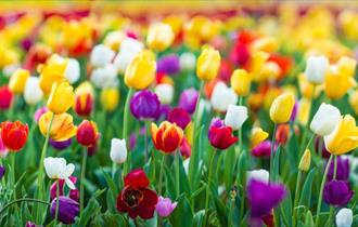Welcome spring with the fields of Tulips at Tully's Farm, West Sussex