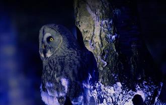 Winter Woodland Lights