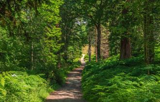 Forest at Wakehurst