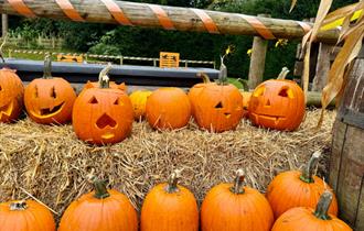 Rows of brightly coloured orange pumpkins, some have faces carved into them and some are sitting there waiting to be carved. They are all on straw bal